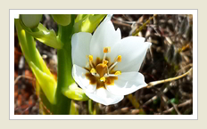 Namaqualand tours-Hyacinth Ornithogalum proinosum - Tjienkerientjie / Witdirkie, by Peter Maas